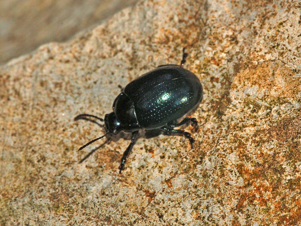 Un coleottero nero nero: Chrysolina oricalcia